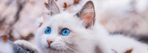 布偶多大爆毛,布偶猫几个月爆毛