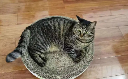 狸花猫发腮好还是不发腮好-狸花猫会发腮吗