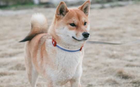 柴犬聪明排第几位,柴犬聪明吗