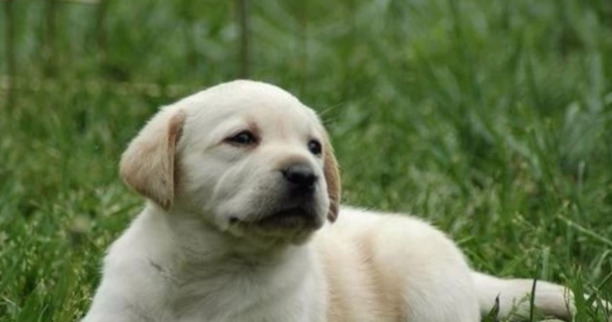 如何训练拉布拉多幼犬