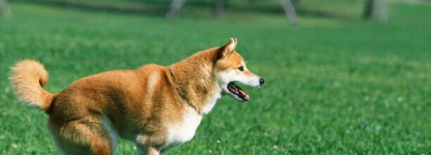 一岁柴犬如何训练-柴犬幼犬怎么训练 一岁柴犬如何训练-柴犬幼犬怎么训练