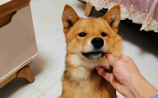 柴犬的叫声像狼叫是怎么回事,柴犬讨厌主人的表现