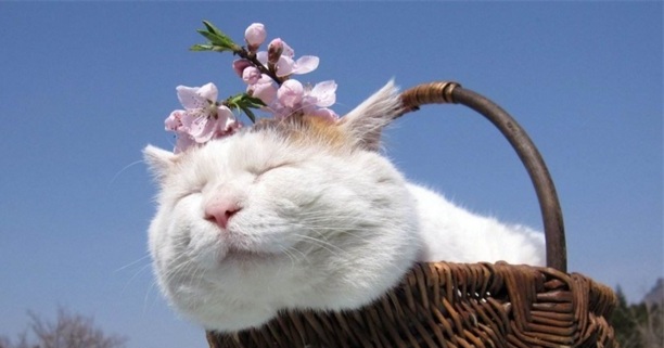 请问猫便便可以做花肥么,猫粪做肥料的危害