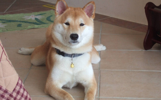一岁柴犬如何训练-柴犬幼犬怎么训练 一岁柴犬如何训练-柴犬幼犬怎么训练
