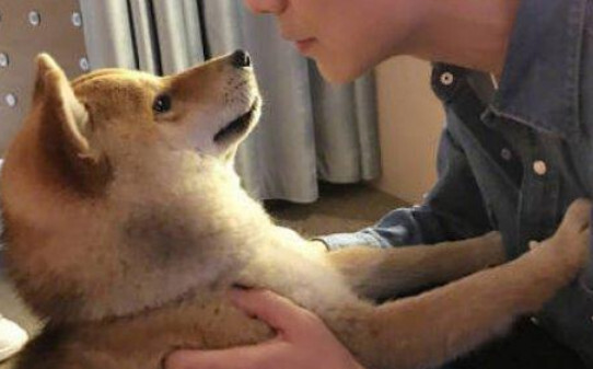 柴犬有哪些品种-小H品种