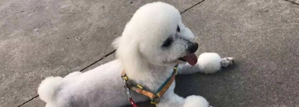 巨型贵宾犬怎么训练,贵宾犬训练方法