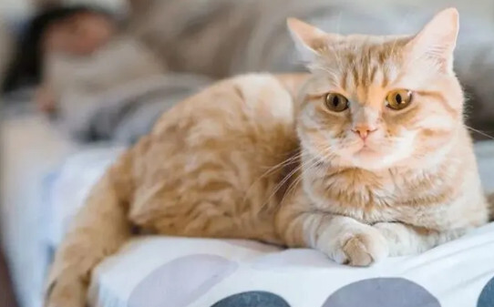 猫喜欢趴人身上睡咋回事-小猫为什么喜欢趴在主人身上睡觉
