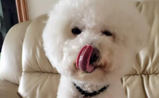 比熊训练全套教程,比熊犬训练方法 比熊训练全套教程,比熊犬训练方法
