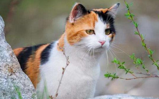 猫咪入秋后食欲下降怎么回事