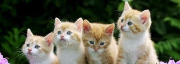猫发出短促的啊一声什么意思,猫咪短暂的啊什么意思