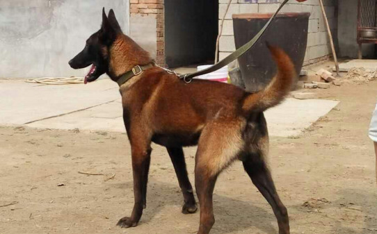 马里努阿犬好养吗-马犬的动力训练 马里努阿犬好养吗-马犬的动力训练