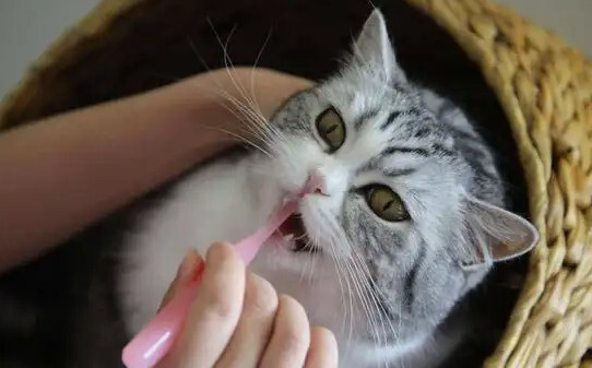 猫常见的几种病,猫嗜酸性肉芽肿会自愈吗