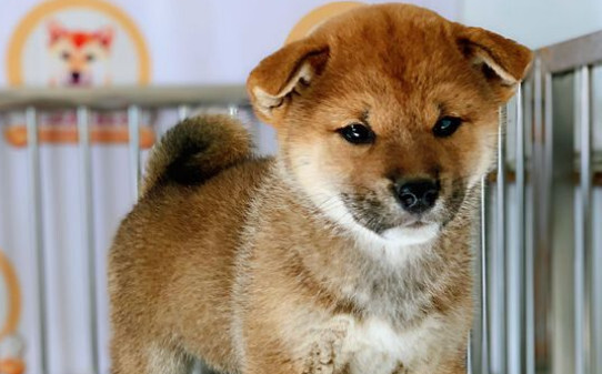 柴犬的叫声像狼叫是怎么回事,柴犬讨厌主人的表现