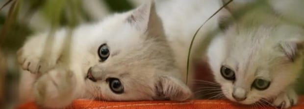 猫可以吃酸奶吗,猫能喝酸奶不