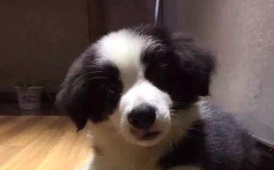 小狗大便干燥怎么回事-狗大便干燥解决方法
