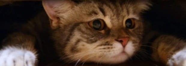猫咪生气的表现有哪些,猫生气的表现