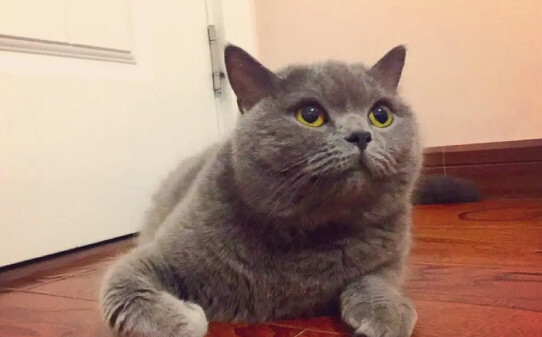 蓝猫爱吃什么-蓝猫最爱吃的3种食物