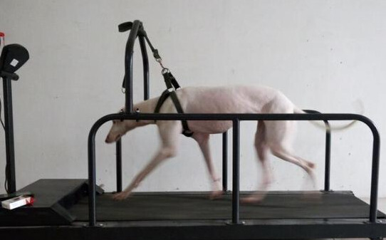 格力犬怎样提高速度-格力犬怎么训练速度和耐力