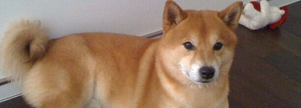 日本豆柴犬怎么样-日本豆柴犬价格一般多少钱