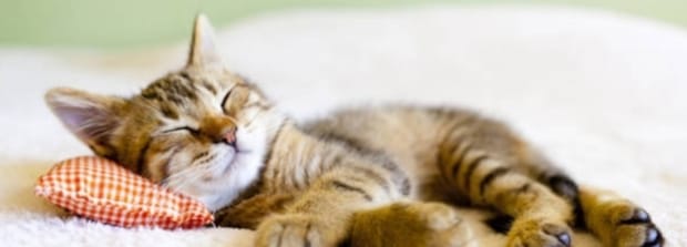 猫喜欢趴人身上睡咋回事-小猫为什么喜欢趴在主人身上睡觉