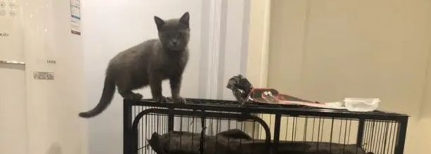 猫抓伤主人会难过伤心吗-猫抓伤主人会愧疚吗 猫抓伤主人会难过伤心吗-猫抓伤主人会愧疚吗