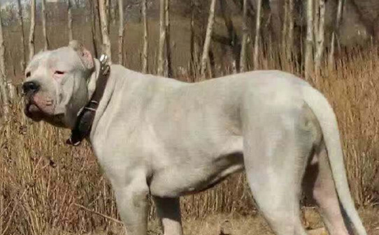 杜高犬怎么训练捕猎,训练杜高犬捕猎的5个方法