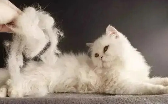 猫咪冬天掉毛多为什么-猫冬天掉毛为什么这么严重