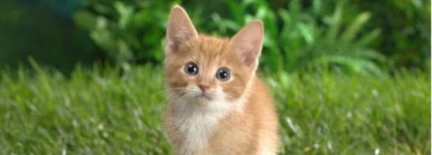 为什么玩的时候猫会飞机耳-猫飞机耳是害怕吗