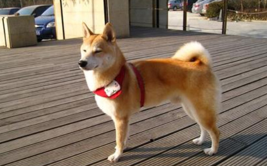 养柴犬家里会臭吗-柴犬臭吗