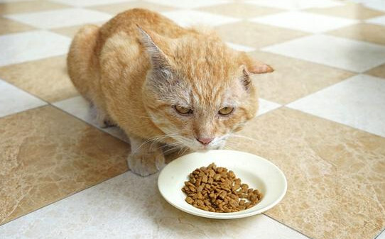 小猫咪嘴臭是正常的吗,猫咪嘴巴有腥臭味正常吗
