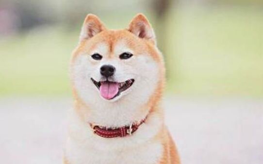 柴犬五个月是尴尬期吗,柴犬尴尬期几个月