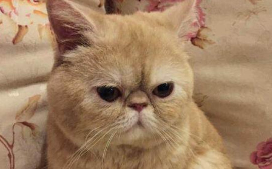 猫咪品种-抖音十大网红猫第一简直成精了