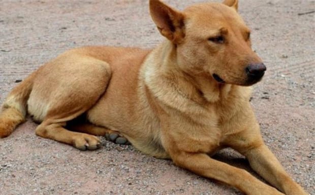 如何训练土狗当猎犬,土狗怎么训练