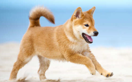 柴犬为什么那么像土狗,柴犬是日本的土狗吗