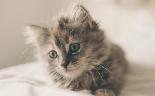猫为什么要舔毛-猫舔毛表示什么意思
