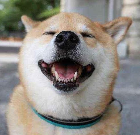狗狗打嗝怎么办,狗狗打嗝是什么原因
