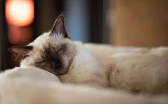 猫是不是都爱上床睡觉-小猫爱睡觉正常吗