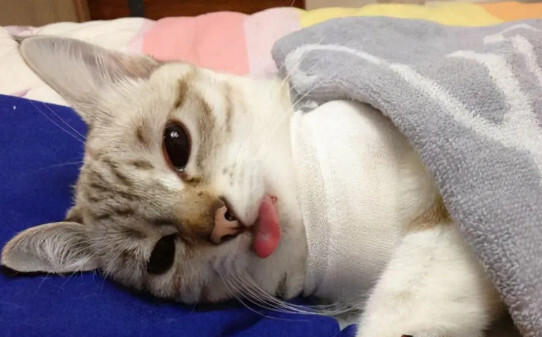 两个月的小猫一天需要玩多久,猫咪一天睡多久是正常的