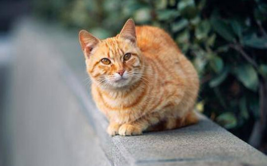 猫条吃多了会怎么样,猫条吃多了有什么危害