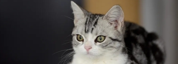 怎样训练猫咪逮猫笼不叫,打完猫咪后如何让它消除恐惧