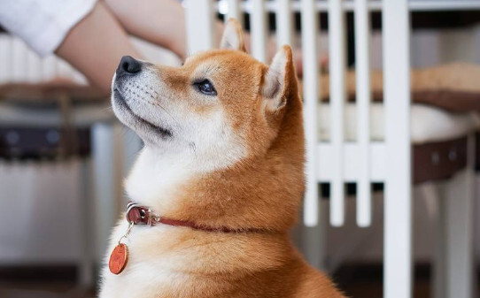 日本柴犬智商高吗-红色柴犬的智商排名与寿命