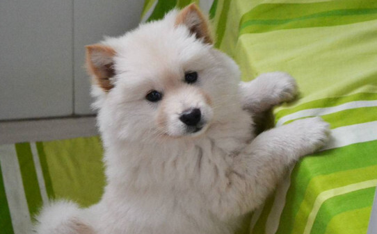 怎么训练银狐犬-银狐犬最聪明的训练方法 怎么训练银狐犬-银狐犬最聪明的训练方法