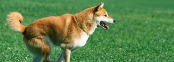 一个多月的小柴犬要关在笼子里嘛,柴犬晚上在笼子里睡还是散养