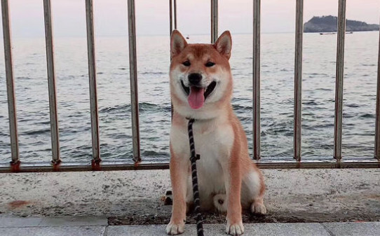 土狗可能会生出宠物狗吗-柴犬可以当土狗养么 土狗可能会生出宠物狗吗-柴犬可以当土狗养么