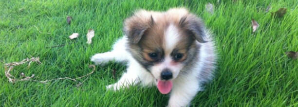 金毛犬串串智商高吗，串串狗智商相当于几岁