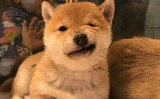 日本豆柴犬怎么样-日本豆柴犬价格一般多少钱