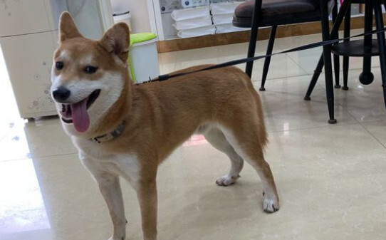 柴犬为什么养不熟-柴犬为什么不喜欢被抱 柴犬为什么养不熟-柴犬为什么不喜欢被抱