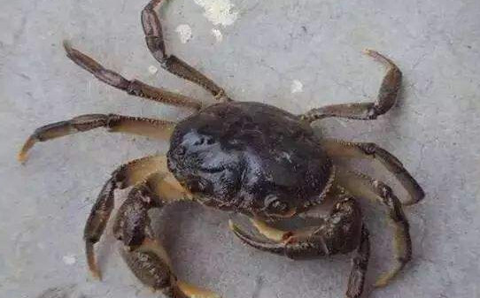 螃蟹里有寄生虫吗,螃蟹身上有寄生虫吗