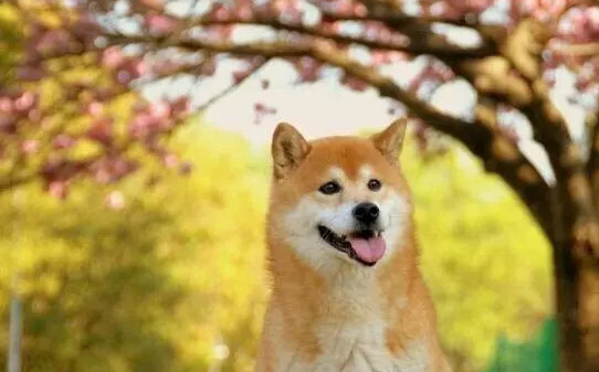 柴犬对人有攻击性吗,柴犬会咬人吗 柴犬对人有攻击性吗,柴犬会咬人吗