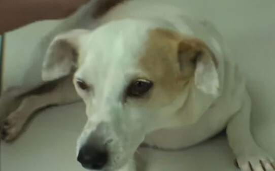 狗狗流清水样鼻涕要紧吗,狗鼻子流清水是怎么回事 狗狗流清水样鼻涕要紧吗,狗鼻子流清水是怎么回事